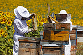 beekeepers working on a beehive in a sunflower field, apiary site, honeycombs with bees, high plateau of Valensole, Plateau de Valensole, near Valensole, Alpes-de-Haute-Provence, Provence, France, Europe