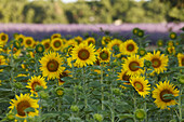 Sonnenblumenfeld, Sonnenblumen, Lavendelfeld, Lavendel, Hochebene von Valensole, Plateau de Valensole, b. Valensole, Alpes-de-Haute-Provence, Provence, Frankreich, Europa