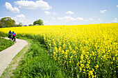 Cycling along a Rapeseed field on a cliff near Travemuende, Luebeck Bay, Baltic Coast, Schleswig-Holstein, Germany