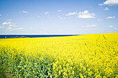 Rapeseed field on a cliff near Travemuende, Luebeck Bay, Baltic Coast, Schleswig-Holstein, Germany