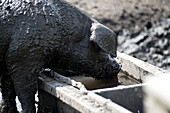 Weideschweine in artgerechter Haltung suhlen sich im Schlamm auf einer Weide. Die Rasse nennt sich  Schwäbisch-Hällisches Landschwein. Germering, Bayern, Deutschland