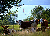Blick auf den Starnberger See bei Ambach, Ostufer, Ober-Bayern, Bayern, Deutschland