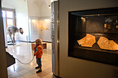 Archaeopteryx in the Museum in Willibaldsburg, Eichstaett, Altmuehltal valley, Upper Bavaria, Bavaria, Germany