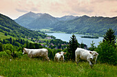 View to the Lake Schliersee, Upper Bavaria, Bavaria, Germany