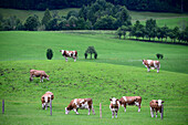 Kühe auf der Weide bei Fischbachau am Breitenstein im Leitzachtal, Bayern, Deutschland