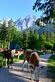 Cows in the Klausbach valley in the National park, Ramsau, Berchtesgaden, Upper Bavaria, Bavaria, Germany