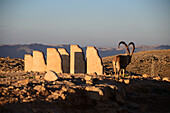 Capricorn near sculptures at the crater of Ramon near Mizpe Ramon, Desert of Negev, South-Israel, Israel