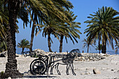 Excavations of Meggido in the Jisreel plain, Galilea, North-Israel, Israel