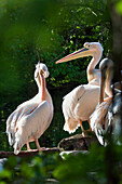 White Pelicans, Pelecanus onocrotalus, zoo