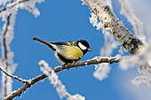 Great Tit, whitefrost, Parus major, Bavaria, Germany
