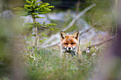 Red Fox, Vulpes vulpes, Bavaria, Germany, Europe