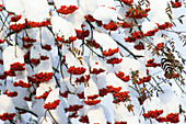 Eberesche mit Früchten im Winter, Sorbus aucuparia, Bayern, Deutschland