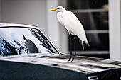 Silberreiher auf Auto in der Stadt, Egretta alba, Florida, USA
