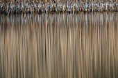 reed in late winter, reflexion in lake, Phragmites australis, Upper Bavaria Germany