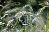 Gräser im Wind, Ostseeküste, Deutschland