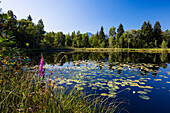 Pond with water lilies, Kochelseemoos, Upper Bavaria, Germany, Europe