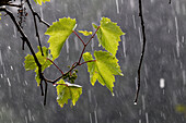 Wine, leaves in rain, Vitis vinifera, Europe