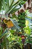 Bananenstaude, Musa spec., Peru