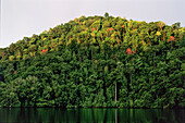 Tropischer Regenwald, Salawati Island, West Papua, Neuguinea, Indonesien