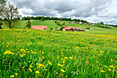 Blumenwiese mit Bauernhöfen, Ammergauer Alpen, Allgäu, Schwaben, Bayern, Deutschland