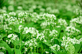 Wild garlic in blossom, Allium ursinum, Upper Bavaria, Bavaria, Germany