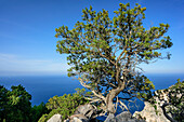 Wacholderbaum über Mittelmeer, Selvaggio Blu, Nationalpark Golfo di Orosei e del Gennargentu, Sardinien, Italien