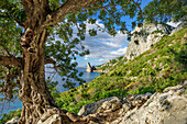 Steineiche an der Küste am Golfo di Orosei mit Felsnadel Pedra Longa, Selvaggio Blu, Nationalpark Golfo di Orosei e del Gennargentu, Sardinien, Italien