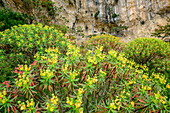 Tree spurge, Euphorbia dendroides, Selvaggio Blu, National Park of the Bay of Orosei and Gennargentu, Sardinia, Italy