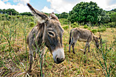 Two donkeys, Sardinia, Italy