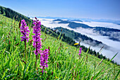 Blumenwiese mit pink farbenem Knabenkraut, Allgäuer Alpen und Nebelmeer im Hintergrund, Hochgrat, Nagelfluhkette, Allgäuer Alpen, Allgäu, Schwaben, Bayern, Deutschland
