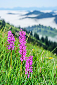 Blumenwiese mit pink farbenem Knabenkraut, Allgäuer Alpen und Nebelmeer im Hintergrund, Hochgrat, Nagelfluhkette, Allgäuer Alpen, Allgäu, Schwaben, Bayern, Deutschland