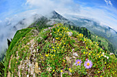 Steep grassy ridge, Nagelfluh range, Allgaeu Alps, Allgaeu, Svabia, Bavaria, Germany
