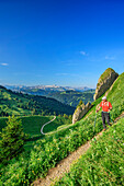 Mann beim Wandern steigt vom Siplingerkopf ab, Gottesackerwände und Hoher Ifen im Hintergrund, Siplingerkopf, Balderschwanger Tal, Allgäuer Alpen, Allgäu, Schwaben, Bayern, Deutschland