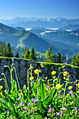 Meadow with flowers at Siplingerkopf with Allgaeu Alps in backgr, from Siplingerkopf, valley of Balderschwang, Allgaeu Alps, Allgaeu, Svabia, Bavaria, Germany