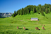 Cows grazing on meadow in front of alpine hut, Gottesackerwaende in background, from Besler, valley of Balderschwang, Allgaeu Alps, Allgaeu, Svabia, Bavaria, Germany