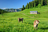 Cows grazing on meadow in front of alpine hut, from Besler, valley of Balderschwang, Allgaeu Alps, Allgaeu, Svabia, Bavaria, Germany