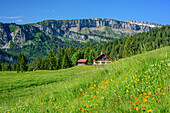 Meadow with flowers in front of alpine hut, Gottesackerwaende in background, from Besler, valley of Balderschwang, Allgaeu Alps, Allgaeu, Svabia, Bavaria, Germany