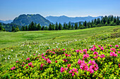 Meadow with Alpine roses and cotton grass, Besler in background, Piesenkopf, valley of Balderschwang, Allgaeu Alps, Allgaeu, Svabia, Bavaria, Germany