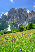 Meadow with flowers with tors of Rosengarten range, valley of Vajolet, Rosengarten range, UNESCO world heritage Dolomites, Dolomites, Trentino, Italy