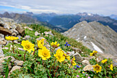 Gelb blühende Alpenblumen mit Dolomiten im Hintergrund, Latemarspitze, Latemargruppe, UNESCO Weltnaturerbe Dolomiten, Dolomiten, Trentino, Italien
