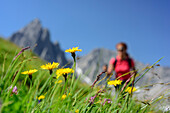 Meadow with flowers with woman hiking in background out of focus, Lechtal Alps, Tyrol, Austria