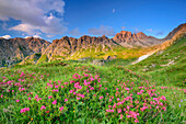 Alpine roses with Lechtal Alps with Steinkarspitze in background, Lechtal Alps, Tyrol, Austria