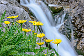 Yellow blooming Doronicum grandiflorum with river in background , Lechtal Alps, Tyrol, Austria
