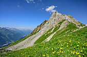 Meadow with flowers, rock spire in background, Lechtal Alps, Tyrol, Austria