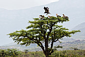 Vultures roosting in frankincense tree, Near Qalansyia, Socotra, Yemen