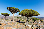 Dragon's blood trees growing in arid landscape, Dixam Plateau, Socotra, Yemen