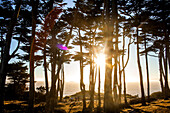 Silhouette of trees along coastline, Oakland, California, United States