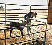 Mixed race girl petting calf in barn, Nampa, Idaho, USA