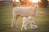 Sheep standing over lambs in field on farm, Nampa, Idaho, USA