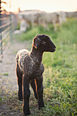 Lamb standing in field on farm, Nampa, Idaho, USA